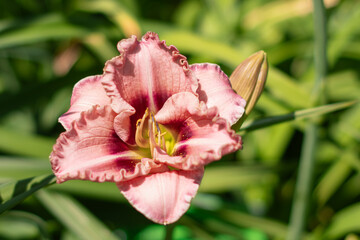 KWIATY, ROŚLINY, KOLORY, PRZYRODA, NATURA, PIĘKNO, ŁĄKA,  KWIAT, © grzegorzszefer