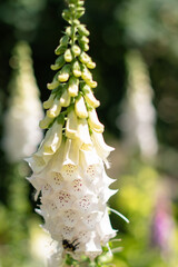 KWIATY, ROŚLINY, KOLORY, PRZYRODA, NATURA, PIĘKNO, ŁĄKA,  KWIAT,