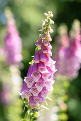 KWIATY, ROŚLINY, KOLORY, PRZYRODA, NATURA, PIĘKNO, ŁĄKA,  KWIAT,