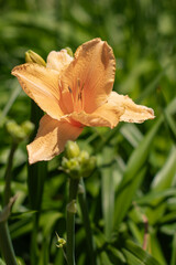 KWIATY, ROŚLINY, KOLORY, PRZYRODA, NATURA, PIĘKNO, ŁĄKA,  KWIAT,