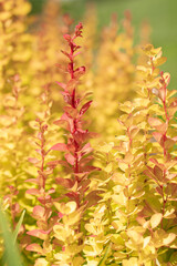 KWIATY, ROŚLINY, KOLORY, PRZYRODA, NATURA, PIĘKNO, ŁĄKA,  KWIAT,