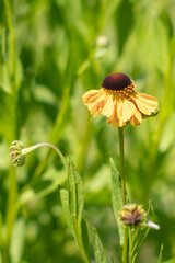 KWIATY, ROŚLINY, KOLORY, PRZYRODA, NATURA, PIĘKNO, ŁĄKA,  KWIAT,