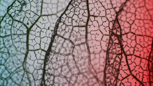 Delicate Leaf Skeletons with Intricate Vein Patterns in Gradient Light of Blue and Red Macro Shot