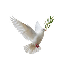 Fototapeta premium Dove with Olive Branch PNG Isolated Bird Peace Symbol Transparent
