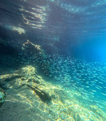 Snorkeling in Greece -  underwater photo with sardines fish flock and beautiful rocks, near Kantina beach in Kioni, Ithaca island, Greece