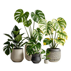 Obraz premium Mockup of Monstera Variegata Houseplant, Generative AI