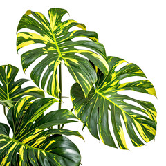 Mockup of Monstera Variegata Houseplant, Generative AI