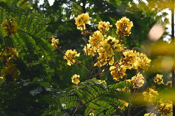 Peltophorum pterocarpum flower. Its other names copperpod, yellow flamboyant, yellow flametree, yellow poinciana and yellow flame. This  is a species of Peltophorum.