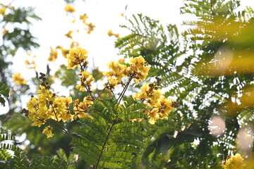 Peltophorum pterocarpum flower. Its other names copperpod, yellow flamboyant, yellow flametree, yellow poinciana and yellow flame. This  is a species of Peltophorum.