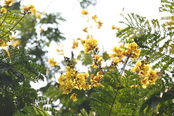 Peltophorum pterocarpum flower. Its other names copperpod, yellow flamboyant, yellow flametree, yellow poinciana and yellow flame. This  is a species of Peltophorum.