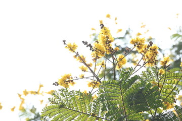 Peltophorum pterocarpum flower. Its other names copperpod, yellow flamboyant, yellow flametree, yellow poinciana and yellow flame. This  is a species of Peltophorum.