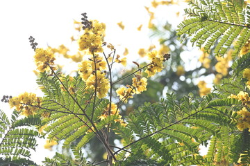 Peltophorum pterocarpum flower. Its other names copperpod, yellow flamboyant, yellow flametree, yellow poinciana and yellow flame. This  is a species of Peltophorum.