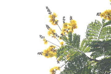 Peltophorum pterocarpum flower. Its other names copperpod, yellow flamboyant, yellow flametree, yellow poinciana and yellow flame. This  is a species of Peltophorum.