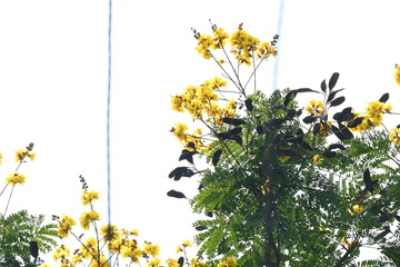 Peltophorum pterocarpum flower. Its other names copperpod, yellow flamboyant, yellow flametree, yellow poinciana and yellow flame. This  is a species of Peltophorum.