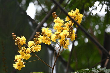 Peltophorum pterocarpum flower. Its other names copperpod, yellow flamboyant, yellow flametree, yellow poinciana and yellow flame. This  is a species of Peltophorum.