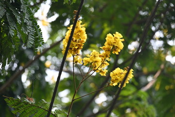 Peltophorum pterocarpum flower. Its other names copperpod, yellow flamboyant, yellow flametree, yellow poinciana and yellow flame. This  is a species of Peltophorum.