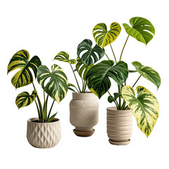 Mockup of Monstera Variegata Houseplant, Generative AI