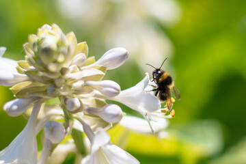 PSZCZOŁA, OWADY, TRZMIEL, KWIATY, ROŚLINY, KOLORY, PRZYRODA, NATURA, PIĘKNO, ŁĄKA,  KWIAT, © grzegorzszefer
