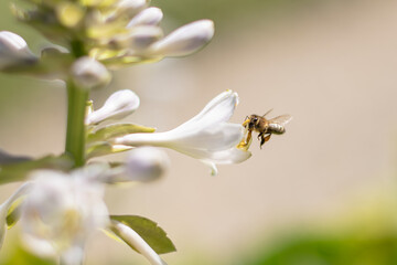 PSZCZOŁA, OWADY, TRZMIEL, KWIATY, ROŚLINY, KOLORY, PRZYRODA, NATURA, PIĘKNO, ŁĄKA,  KWIAT, © grzegorzszefer