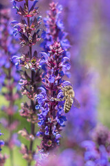 PSZCZOŁA, OWADY, TRZMIEL, KWIATY, ROŚLINY, KOLORY, PRZYRODA, NATURA, PIĘKNO, ŁĄKA,  KWIAT,