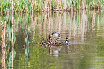 Great Crested Grebe, Podiceps cristatus, water bird sitting on the nest, nesting time on the green...