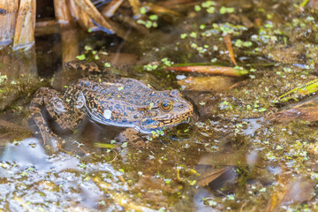 A large green frog sits in the marsh.
