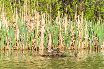 Great Crested Grebe, Podiceps cristatus, water bird sitting on the nest, nesting time on the green...