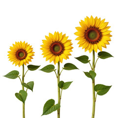 Bright and Cheerful Sunflowers Standing Tall in Vibrant Green Leaves