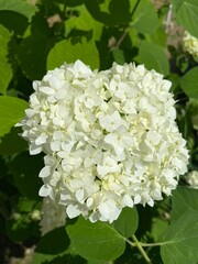 Białe kwiaty  © Maciej G. Szling