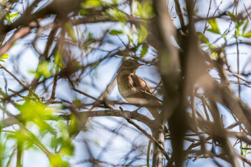 Thrush Nightingale, Luscinia luscinia. A bird sits on a tree branch and sings