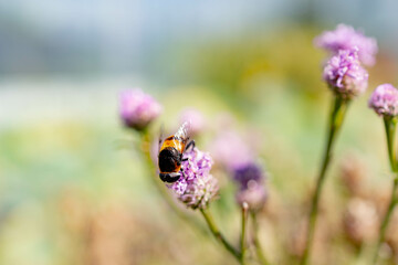 bee on a flower