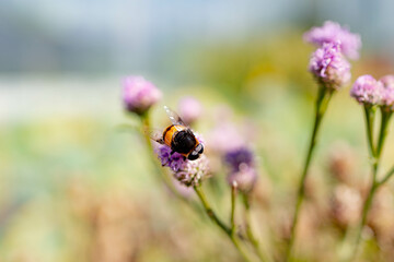 bee on a flower