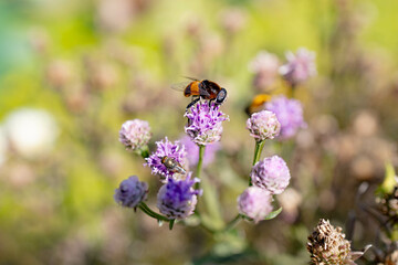 bee on lavender