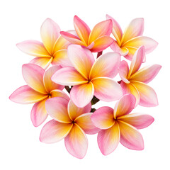 Plumeria Blossom Cluster A Delicate Dance of Pink and Gold isolated on transparent baackground