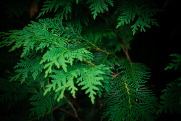 Green plant background. Pine needles, thuja, leaves.