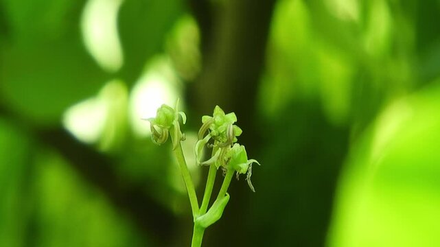 Pristine Ecosystem: Delicate Scheuchzeria palustris Flowers in a Northern Marsh 北の湿原の固有な生態系：ホロムイソウの小さな花と自然環境のディテール 撮影日：20250708-1