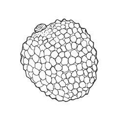 Lychee, vector drawing sketch of fruit isolated at white background, hand drawn illustration