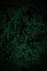 Green plant background. Pine needles, thuja, leaves.
