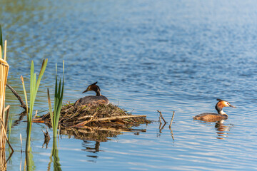 Great Crested Grebe, Podiceps cristatus, water bird sitting on the nest, nesting time on the green...