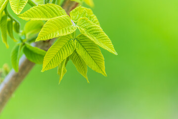 Nature of green leaf in garden at summer. Natural green leaves plants using as spring background cover page environment ecology