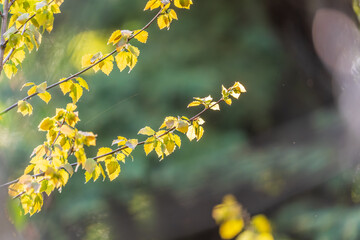 Branch of birch tree, Betula pendula, silver birch, warty birch, European white birch, with green...