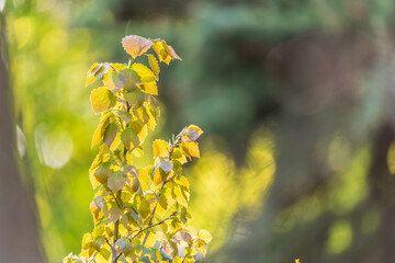 Branch of birch tree, Betula pendula, silver birch, warty birch, European white birch, with green...