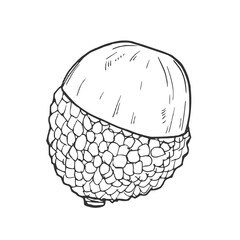 Hand drawn Lychee Fruit Sketch Illustration