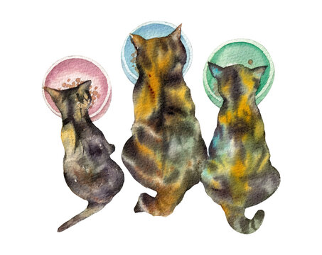 Tortoiseshell Cat Eating