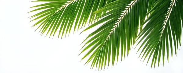 Obraz premium Fresh green palm leaves on white. Tropical foliage isolated on blank background. Summer vacation eco design concept. Natural botanical elements. Perfect nature eco banner template.