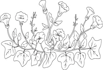 Naklejka premium Elegant hand drawn vector illustration of morning glory flowers and foliage in a floral arrangement