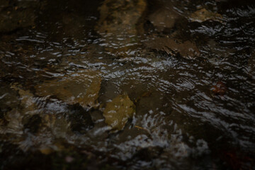 A Tranquil Stream Accompanied by Rippling Water and Various Natural Elements Surrounding It