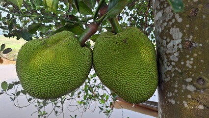 Two Large Green Jackfruits Hanging From a Tree in a Natural Setting