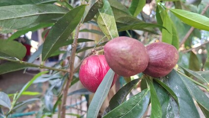 Close-Up of mahkota dewa or godscrown fruit on Branch Amidst Green Foliage in Garden Setting