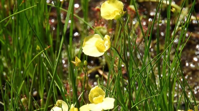 【山野草・食虫植物】ヤチコタヌキモ（谷地小狸藻）：Utricularia ochroleuca　250708-1